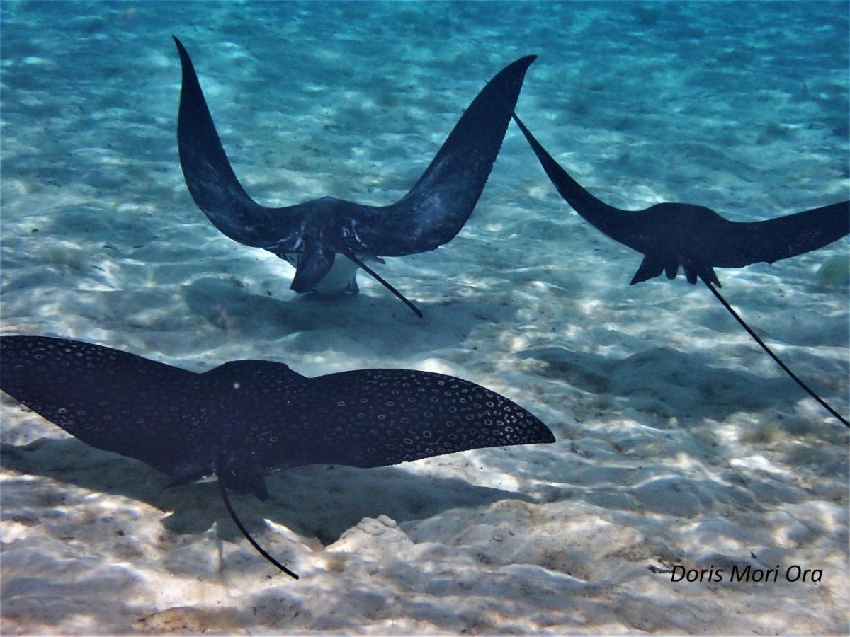2 Nuits Insolites & 1 Excursion Voile A Bord Du Voilier Mori Ora モーレア島 エクステリア 写真
